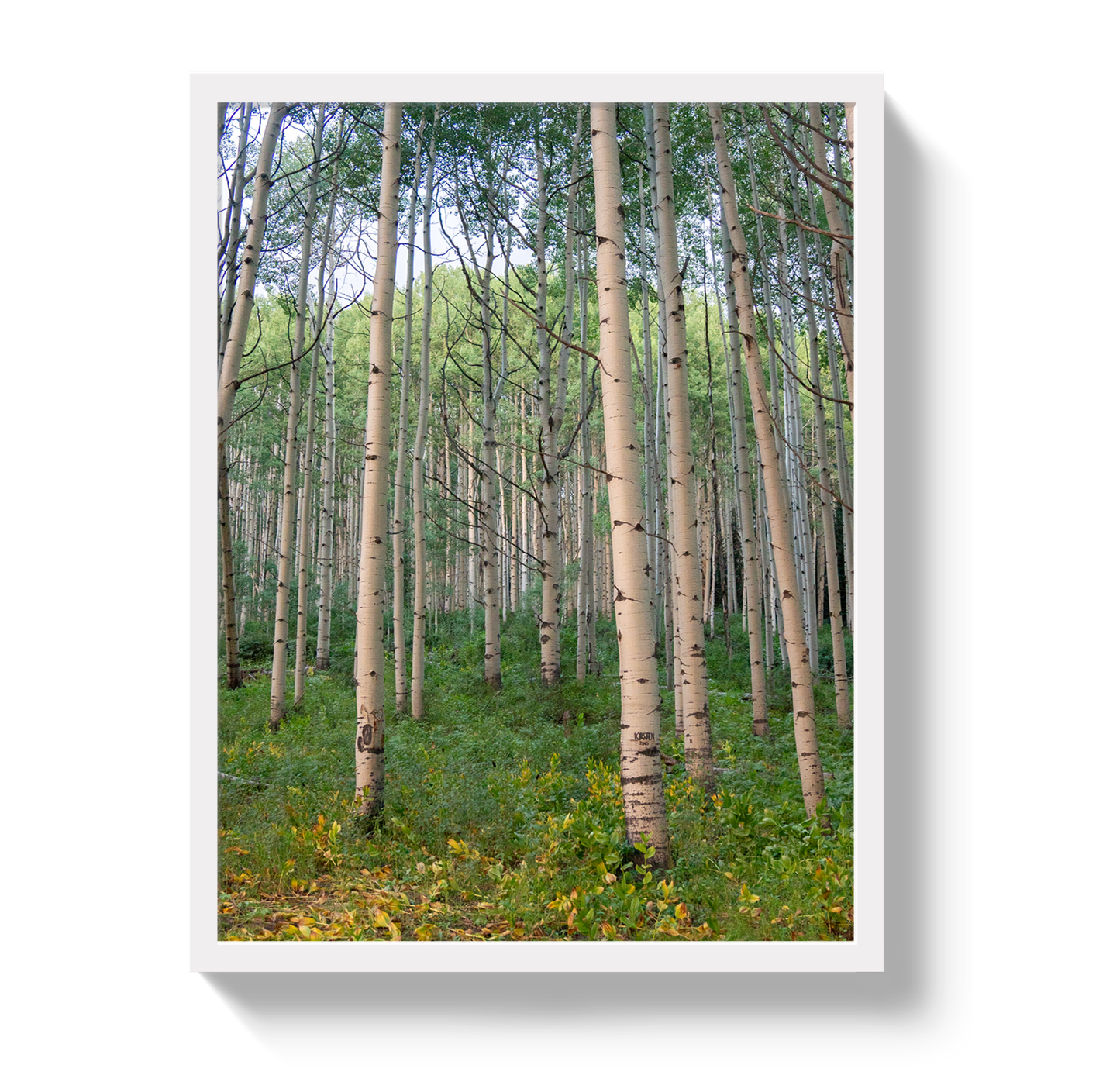 Aspen Grove