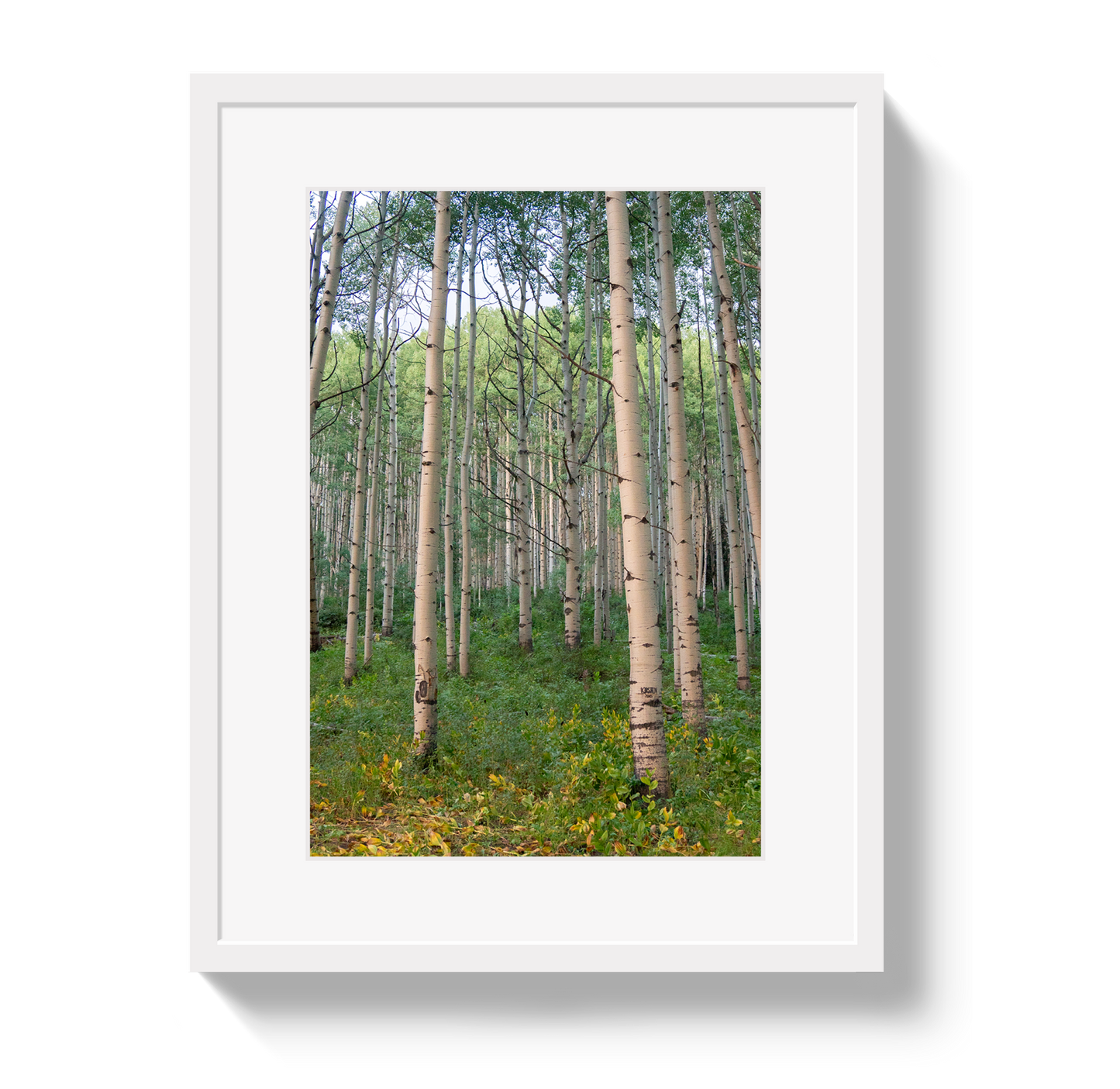 Aspen Grove