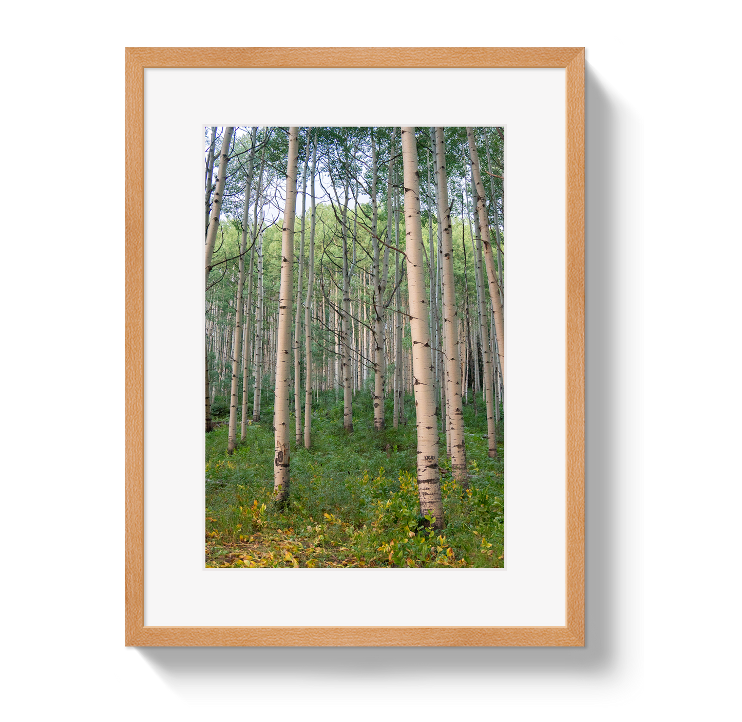 Aspen Grove