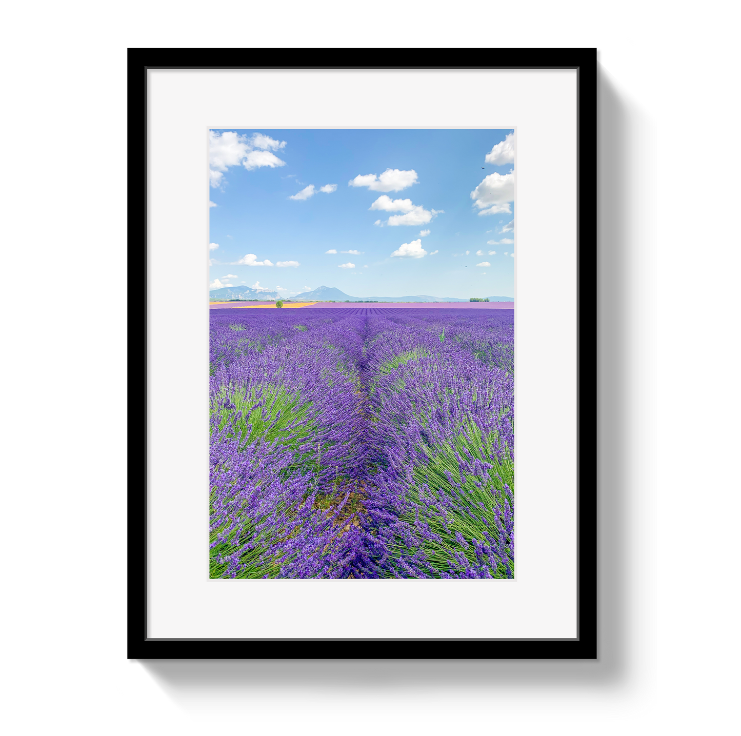 Lavender Fields 2