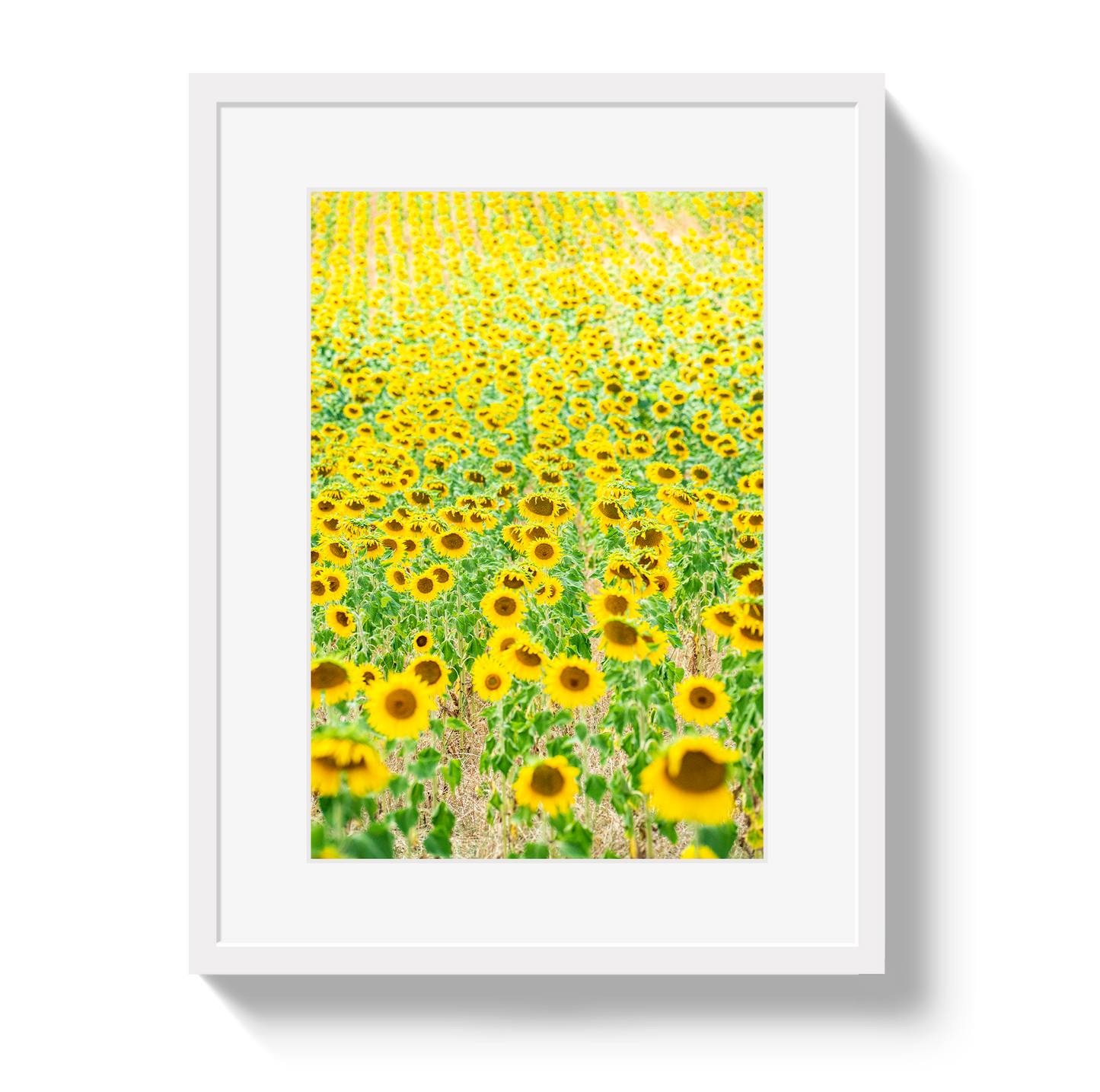 Provence Sunflowers