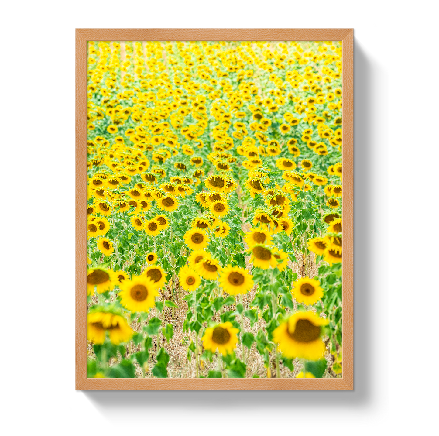 Provence Sunflowers