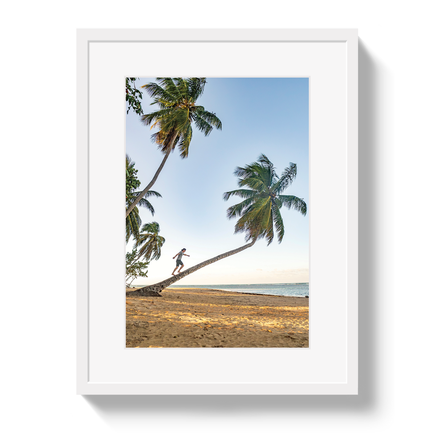 Palm Walk