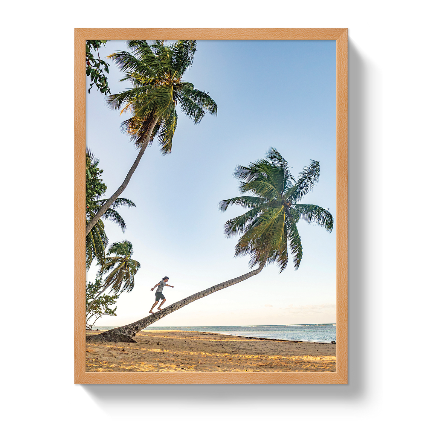 Palm Walk