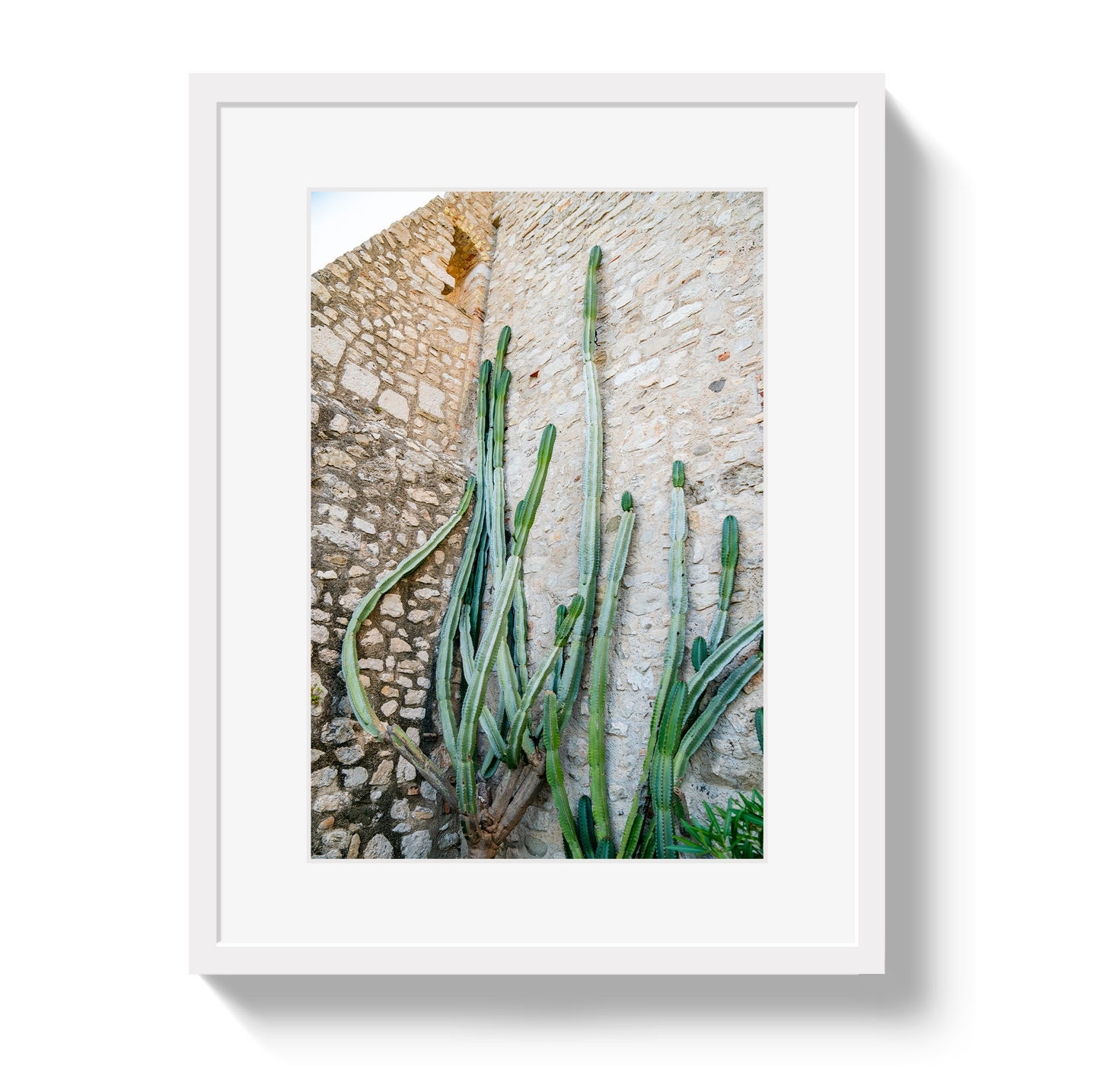 Cactus Capri