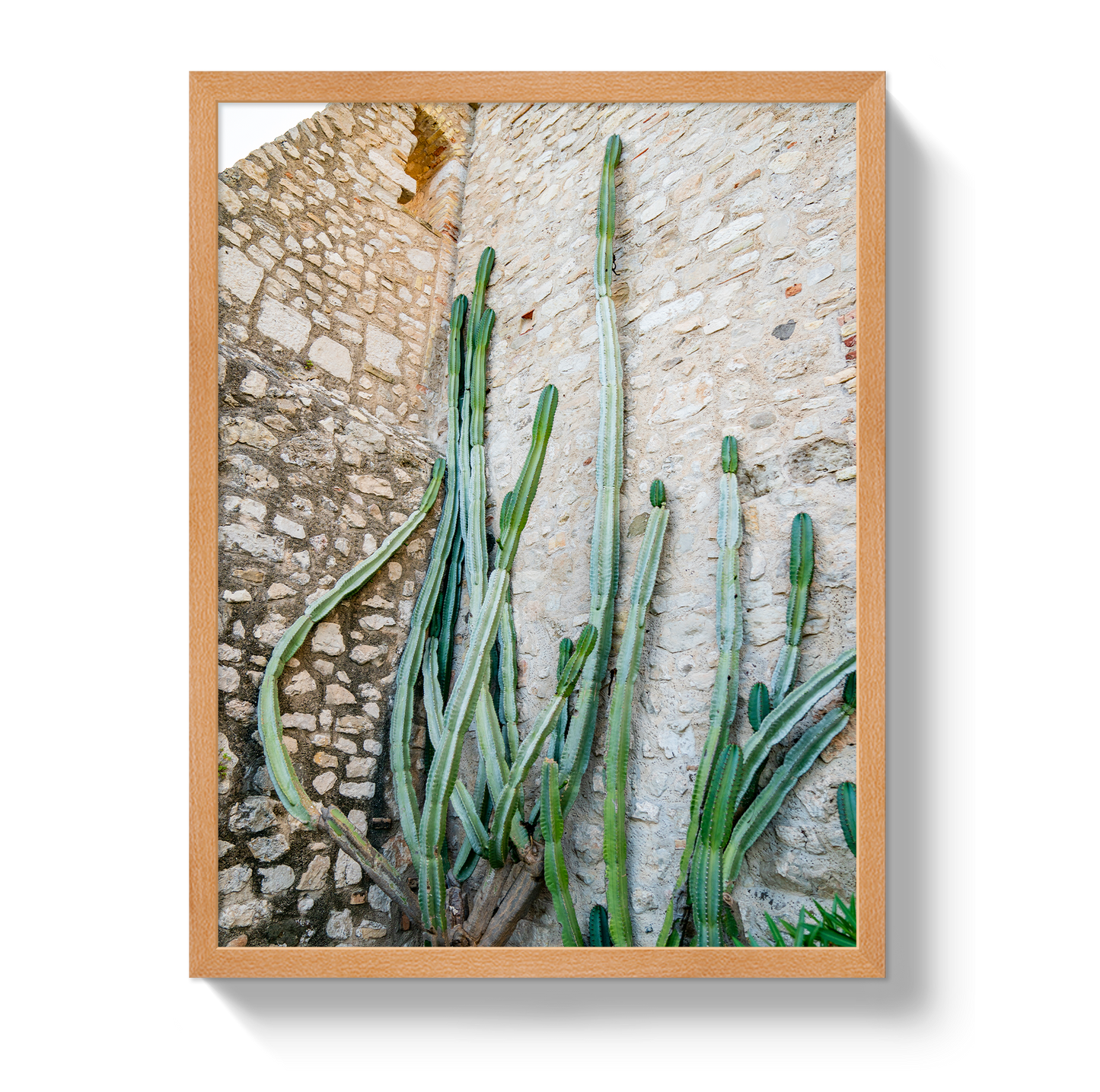 Cactus Capri