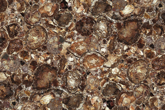 Brown Petrified Wood Precious Stone
